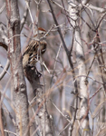 American Tree Sparrow